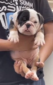 Buy Vaccinated  English Bulldog Puppy from Vizag